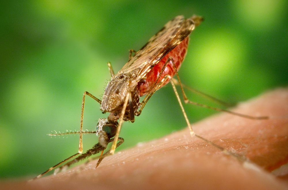 MALARIA